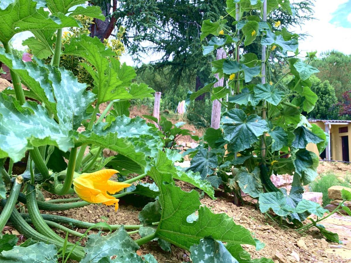 Pieve a Maiano Agriturismo La Collina Toscana מראה חיצוני תמונה
