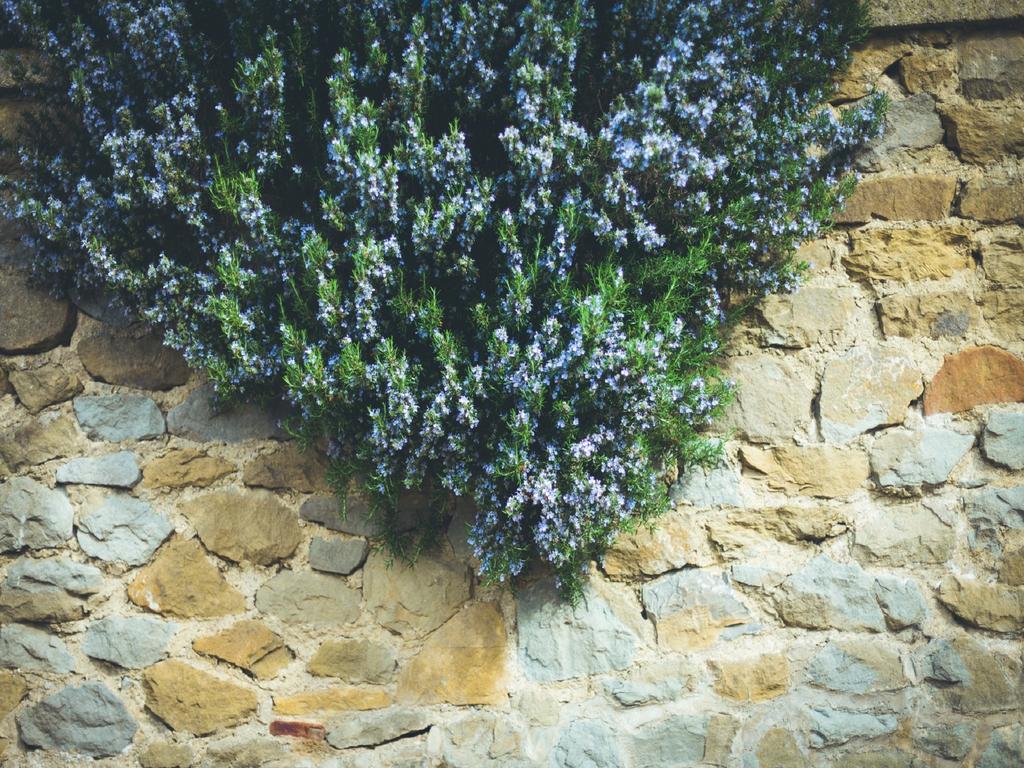 Pieve a Maiano Agriturismo La Collina Toscana מראה חיצוני תמונה